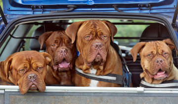Картинка животные собаки пассажиры