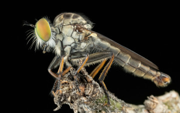 Картинка животные насекомые комар