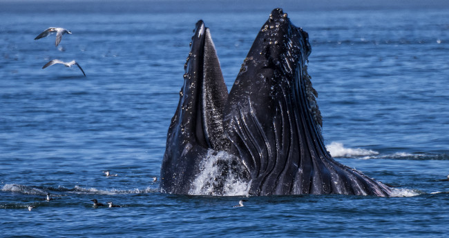 Обои картинки фото животные, киты,  кашалоты, кит