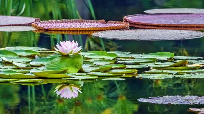 Обои картинки фото waterlily in reflection, цветы, лилии водяные,  нимфеи,  кувшинки, лилия, пруд