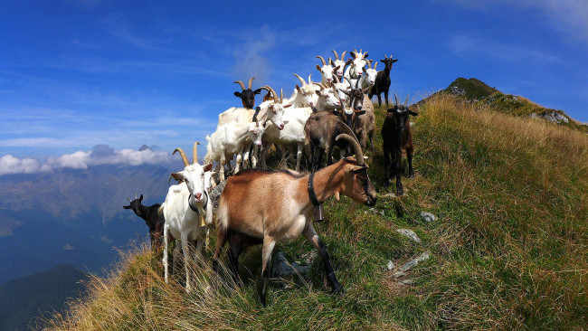 Обои картинки фото животные, козы, гора, стадо