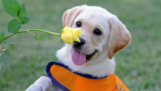 Обои картинки фото животные, собаки, собака, flower, dog, rose, цветок, роза