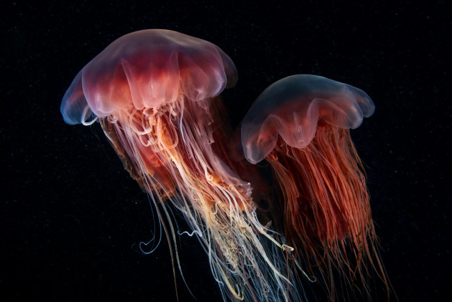 Обои картинки фото животные, медузы, природа, фон