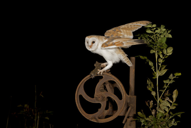 Обои картинки фото животные, совы, колесо, ночь, сова