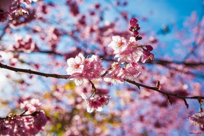 Обои картинки фото цветы, сакура,  вишня, тайвань, розовый, pink, sakura, taiwan, flowers, cherry, blossom, вишни