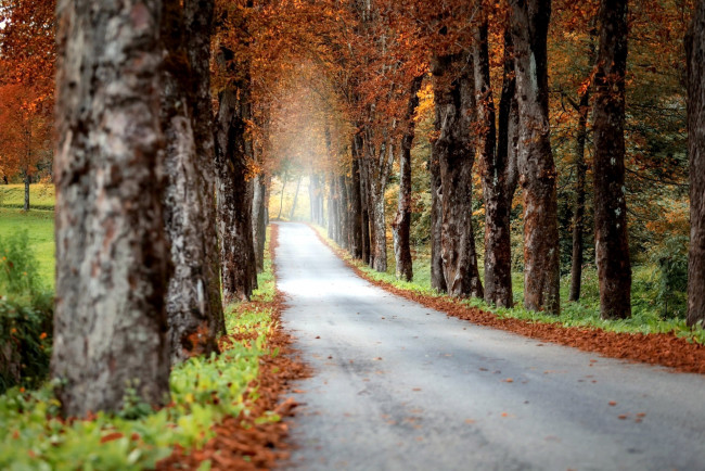 Обои картинки фото природа, дороги, листва, деревья, осень