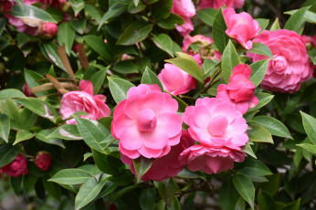 Картинка цветы камелии розовые