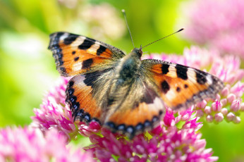 Картинка животные бабочки +мотыльки +моли лепестки крапивница бабье лето природа макро насекомые растения сентябрь флора цветы