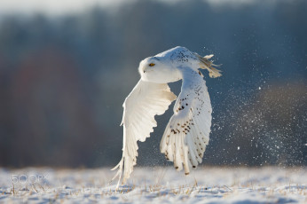 Картинка животные совы зима полет полярная белая сова