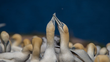 Картинка животные олуши клюв белая птица олуша