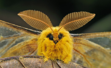 Картинка животные бабочки +мотыльки +моли макро бабочка павлиноглазка