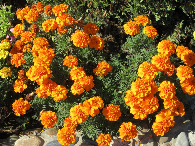 Обои картинки фото цветы, бархатцы, оранжевые