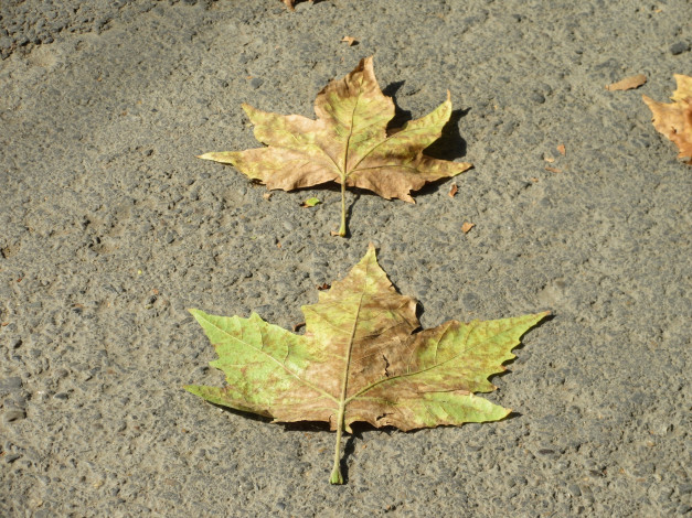 Обои картинки фото природа, листья
