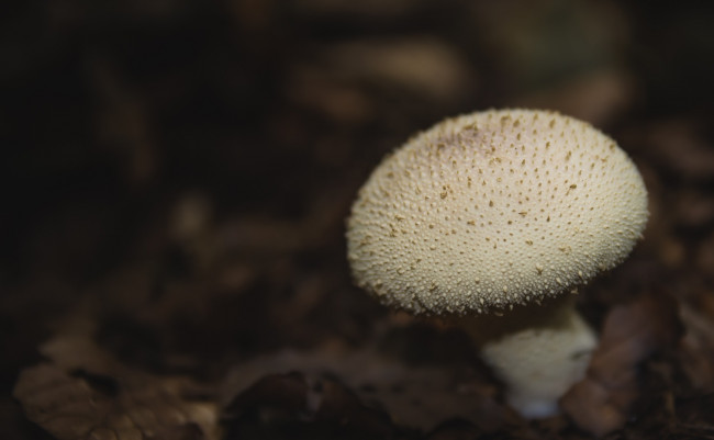 Обои картинки фото природа, грибы, дождевик