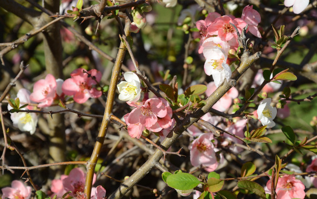 Обои картинки фото цветы, айва, весна
