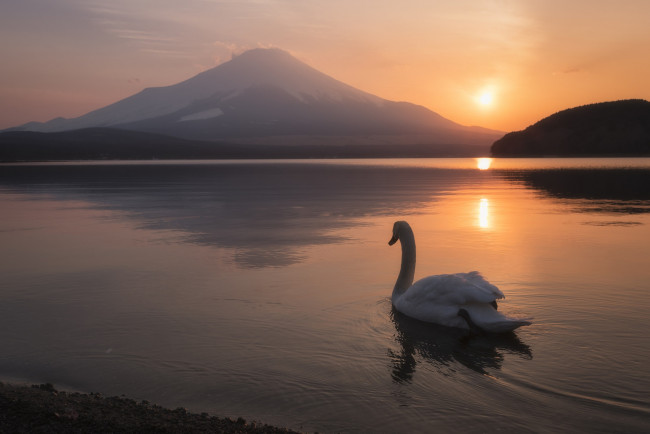 Обои картинки фото животные, лебеди, пейзаж, лебедь, фудзияма, гора, lake, yamanaka, птица, озеро, Яманака, mount, fuji, Япония, japan, вулкан, закат
