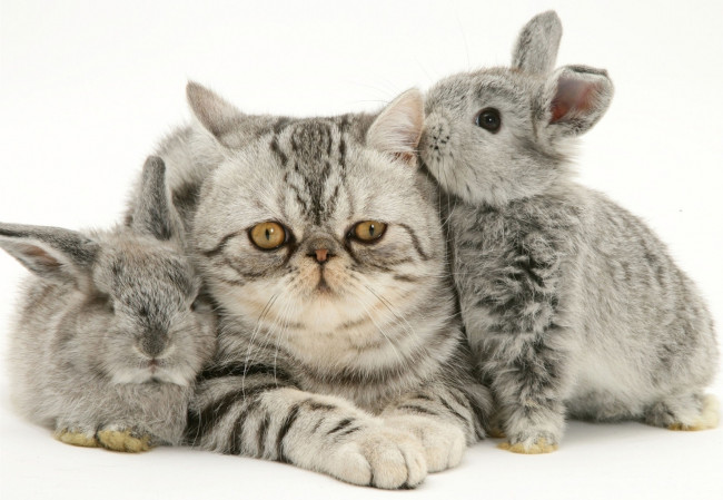 Обои картинки фото животные, разные вместе, котенок, кролики, серые