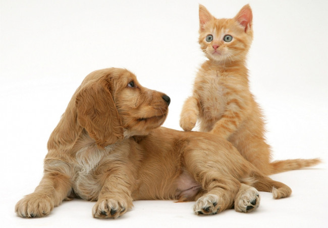 Обои картинки фото животные, разные вместе, котенок, спаниель, рыжие, щенок
