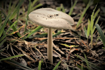 Картинка природа грибы белая шляпка гриб