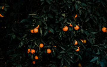 Картинка природа плоды мандарины