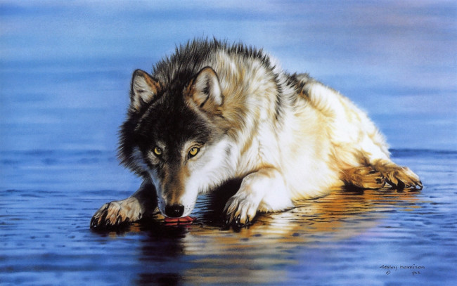Обои картинки фото рисованное, lesley harrison, волк, вода
