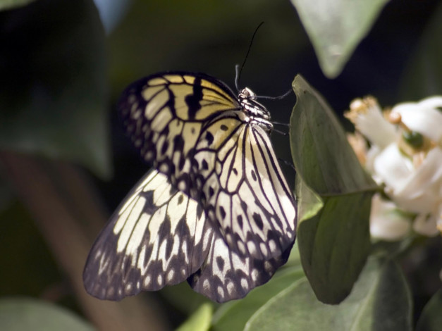 Обои картинки фото butterfly, 02, животные, бабочки