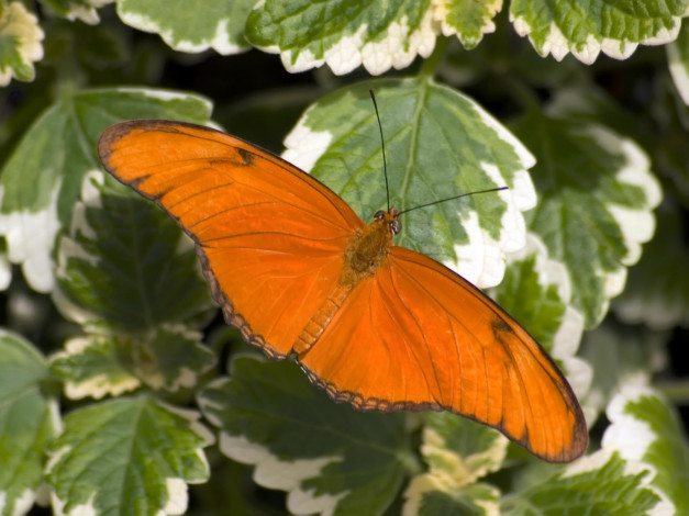 Обои картинки фото butterfly, 03, животные, бабочки