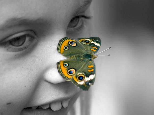 Обои картинки фото butterfly, животные, бабочки
