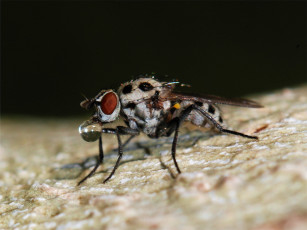 Картинка цветочная муха животные насекомые