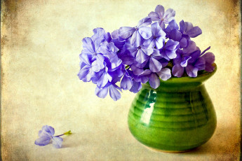Картинка цветы плюмбаго свинчатка фиолетовый ваза