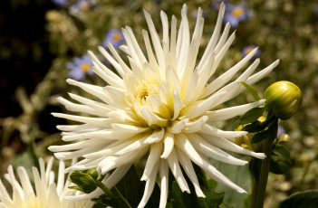 Картинка цветы георгины белый пышный