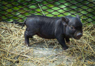 Картинка животные свиньи кабаны малыш поросенок