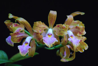 Картинка цветы орхидеи ветки экзотика
