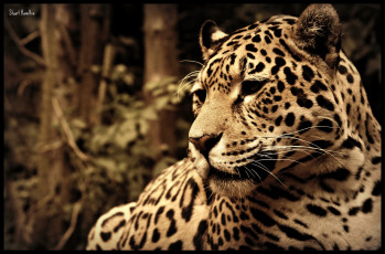 Картинка животные Ягуары морда пятна