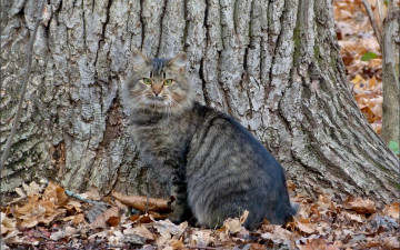 Картинка животные коты осень дерево кошка