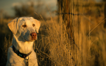 Картинка животные собаки друг собака забор закат свет