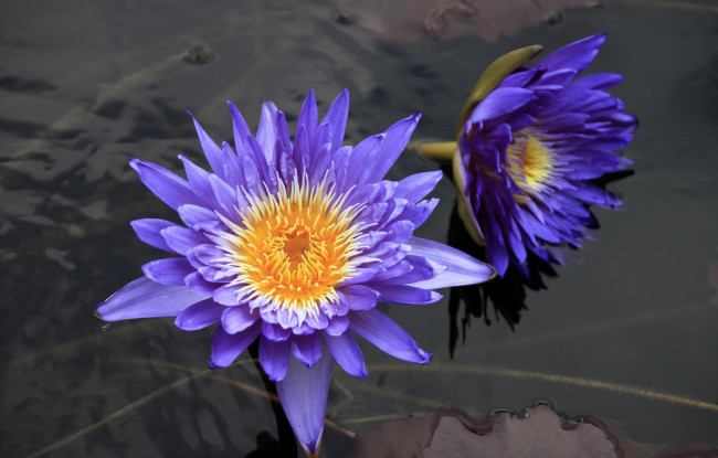 Обои картинки фото цветы, лилии, водяные, нимфеи, кувшинки, фиолетовый