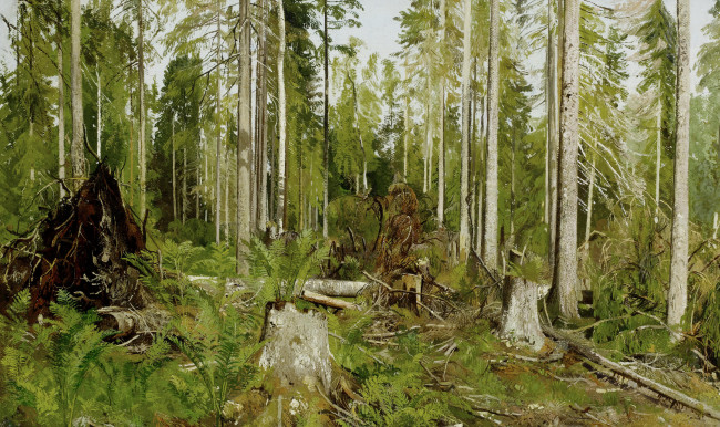 Обои картинки фото рисованное, иван шишкин, заросли, деревья, сосновый, лес, шишкин