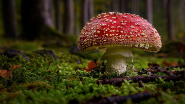 Картинка природа грибы +мухомор мухомор