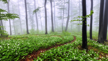 Картинка природа лес деревья цветы тропа весна туман