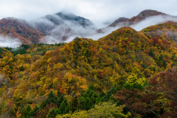 Картинка природа горы деревья туман осень лес
