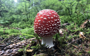Картинка природа грибы +мухомор одиночка осень гриб мох
