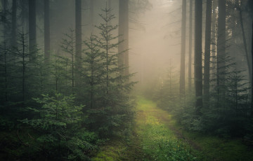 Картинка природа лес деревья black forest шварцвальд ели baden-wurttemberg germany баден-вюртемберг туман дорога германия