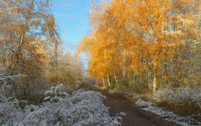 Обои картинки фото природа, дороги, желтые, листья, деревья, дорога, евгений, цап, первый, снег