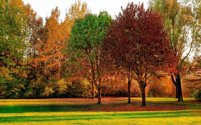 Обои картинки фото природа, парк, осень, листопад, деревья
