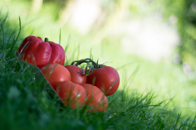 Обои картинки фото еда, овощи, перец, томат, природа, трава, помидоры