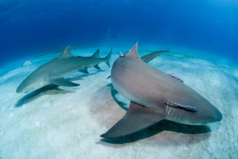 Картинка shark животные акулы океан акула вода море дно рыба хищник