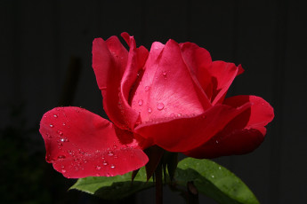 Картинка цветы розы алая лепестки капли капельки роса сияние фон роза бутон красная цветок