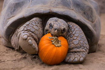 Картинка животные Черепахи панцирь тыква завтрак пресмыкающиеся Черепаха ест хордовые