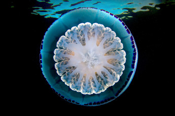 Картинка животные медузы вода мир океан море подводный